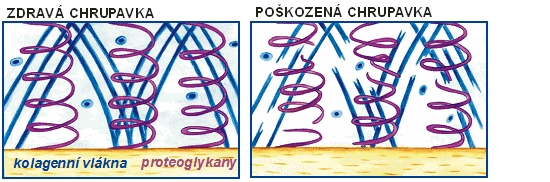 kolagen_b_1