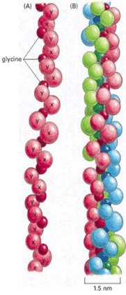 kolagen_b_2