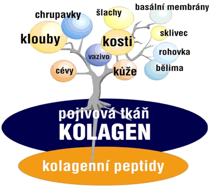 kolagen_b