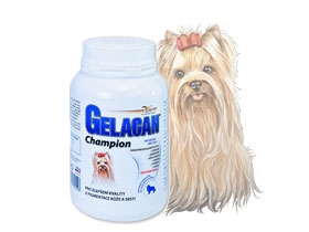 gelacan_champion150