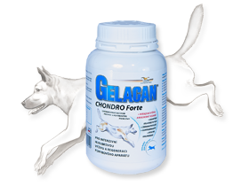 Gelacan Chondro Forte - prášek - 150g