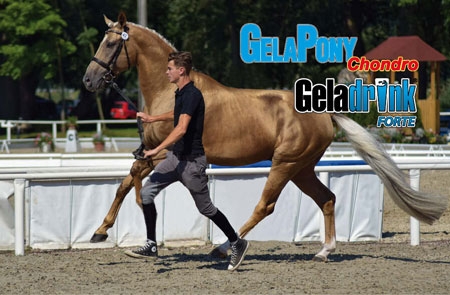 Gelapony a Geladrink