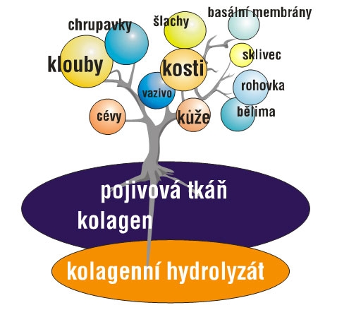 kolagen_obr1