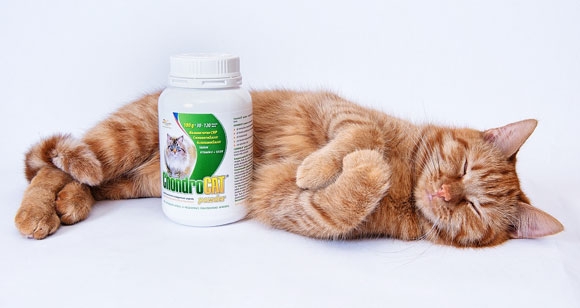 Chondrocat kočka